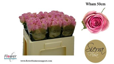 Rose Wham 50 sm