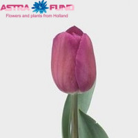 Tulp Blue Holland