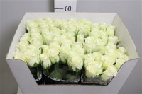 Rose Alpe Dhuez 70 sm