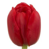 Tulp Du Largo Holland