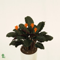 Calath Crocata 14/45