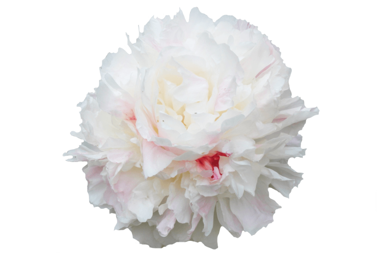 Paeonia Paula Fay X10