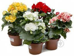 Begonia Du Gem 8/15