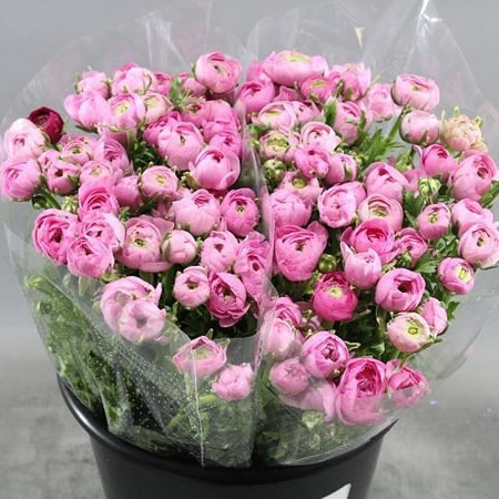 Ranunculus Elegance Hot Pink Italia