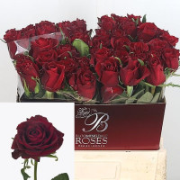 Rose Ever Red  60 sm