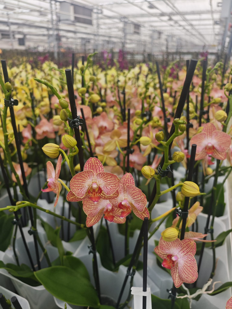 Phal 2-tak Phalaenova Yellow-Oranje Mix 12/65