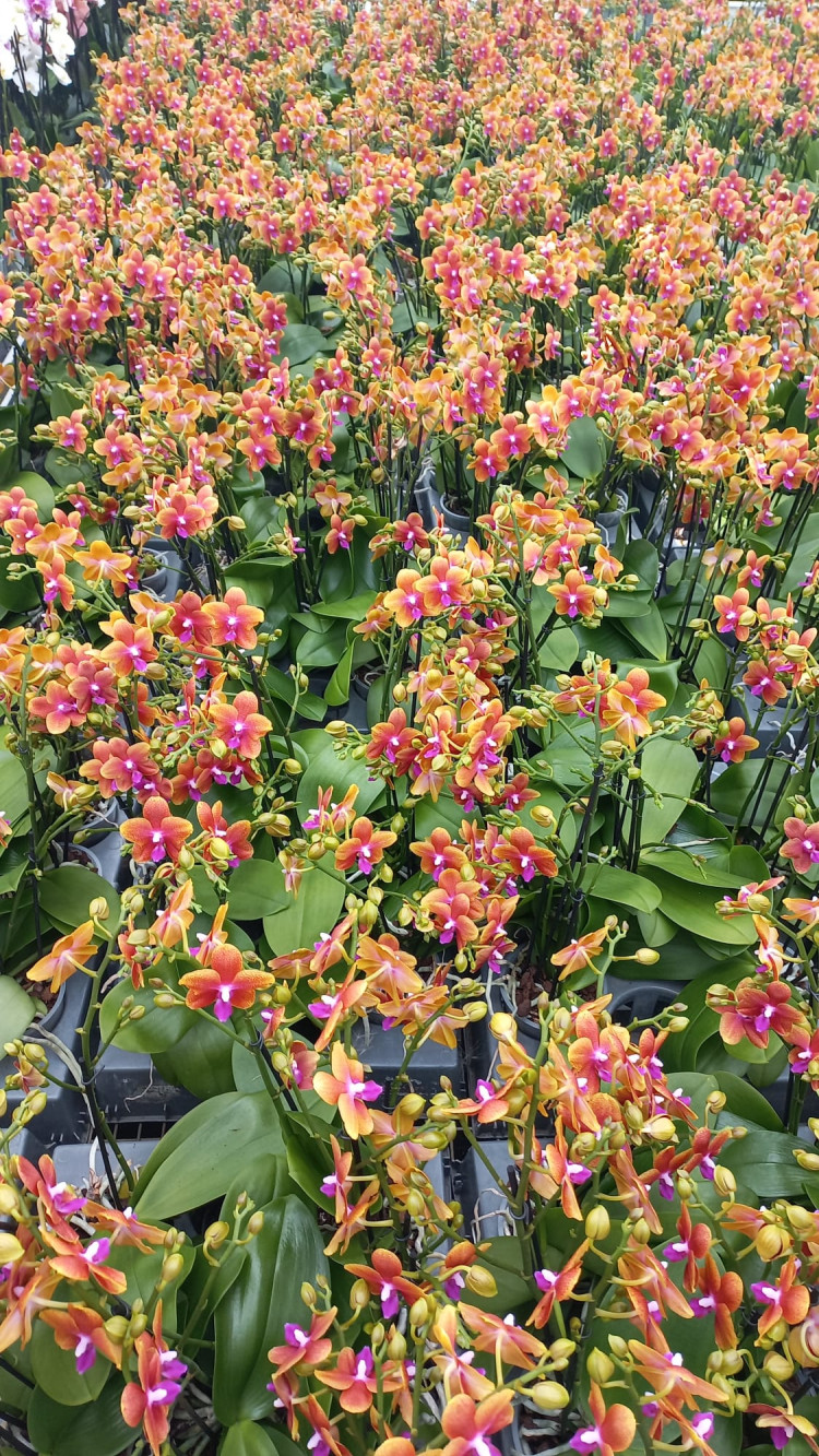 Phal 3-tak Bolgheri Phalaenova 12/50
