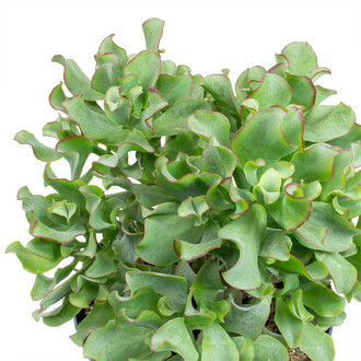 Crassula Х10
