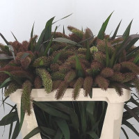 Setaria Italia Red Jewel 70 Cm