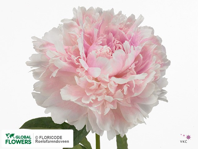 Paeonia The Fawn 60 sm X10