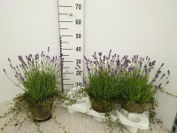 Lavanda Edelweiss 12/35