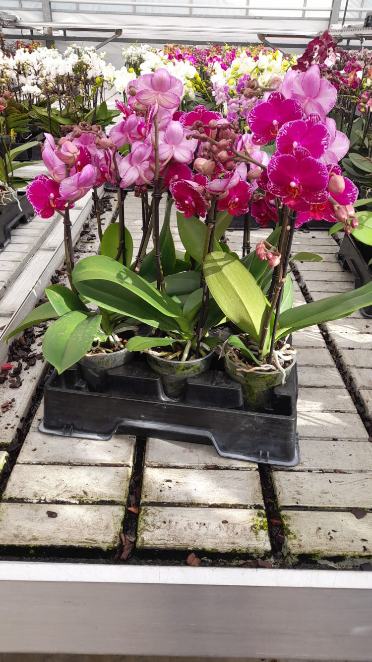 Phal 2 Asian Violin Bo 12/45