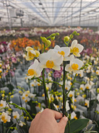 Phal 2-tak Phalaenova White Yellow 12/65