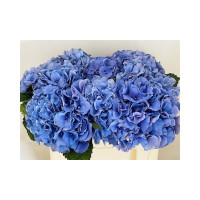 Hydr Z Mag My Delftblue X5 -60cm