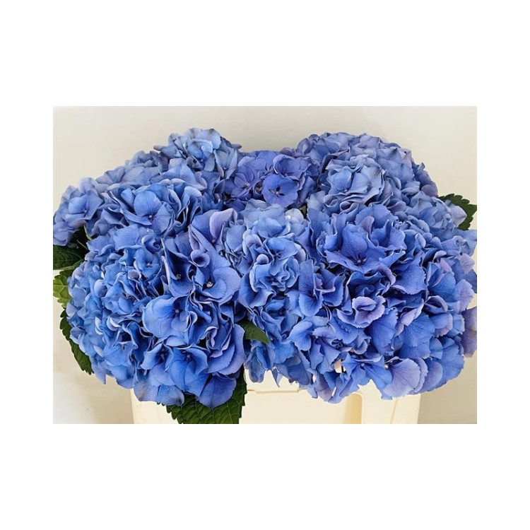 Hydr Z Mag My Delftblue X5 -60cm