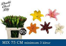 Lilium S La Mix X10 Holland