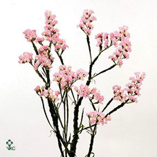 Lim Statice Pink Holl