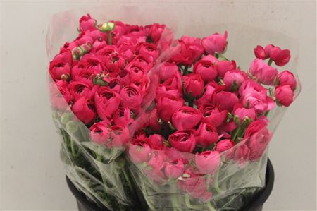 Ran Elegance Hot Pink