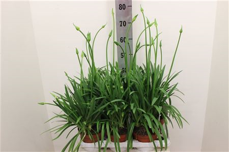 Agapanthus Whitney