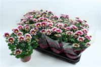 Chrysanth Rainbow Paradise (nederpel)