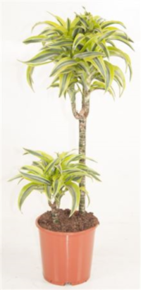 Dracaena Lemon Lime 45/15