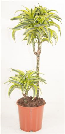 Dracaena Lemon Lime 45/15