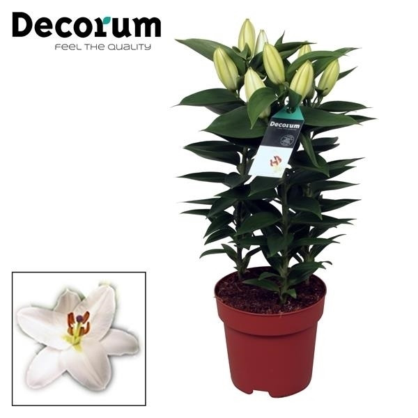 Lillium Or Rascal Souvenir 17/70
