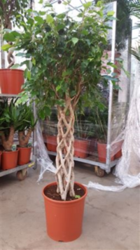 Ficus Be Exotica Kokker (grower)