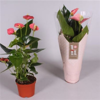 Lepismium Bolivianum 21/110