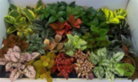 Kamerplanten Mix (clock)