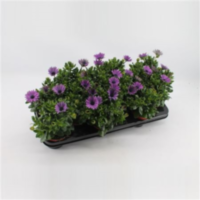 Osteospermum Lila