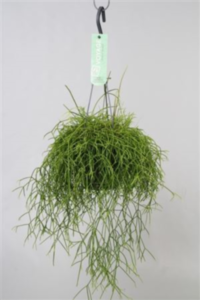 Rhipsalis Cassuta Hangpot (grower)