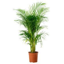 Chrysalidocarpus Lutescens 24/110