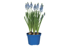 Muscari Armeniacum 9/10