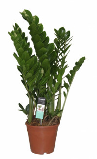 Zamioculcas Zamiifolia 510/40