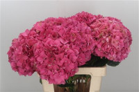 Hydr S Rodeo Rd X5 - 60cm
