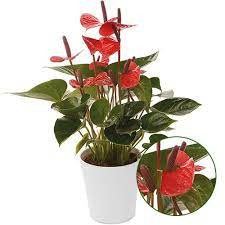 Anthurium Lipstic Red 14/45