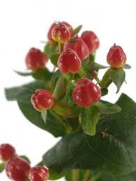 Hypericum Calypso, Tango, Rio Red X10