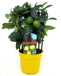 Citrus Lemon Stem 19/65