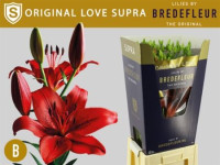 Lilium S Ot Blizzard