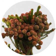Brunia Kaaps Plumosum X10