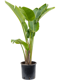 Strelitzia Nicolai 32/200