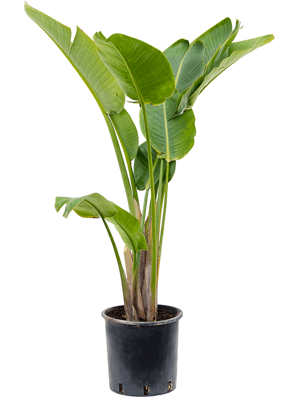 Strelitzia Nicolai 32/200