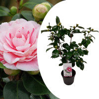 Camelia Japonica pink 19/50