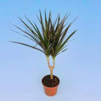 Dracaena Frag Cintho 13/45