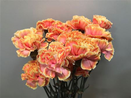 Dianthus Sunshine Holland
