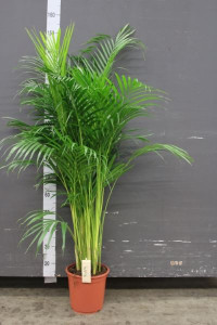 Dypsis Lutescens 27/150
