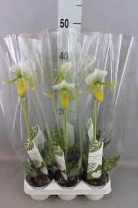 Paphiopedilum Amerika Hybrid Mix 12/35
