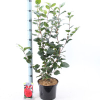 Camelia Lady Campbel 17/60