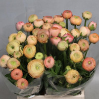 Ranunculus Salmon Holland